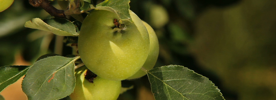 Agricultura biodinámica - cedecom