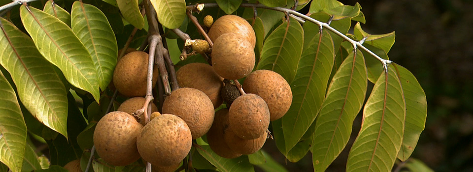 Cultivos tropicales