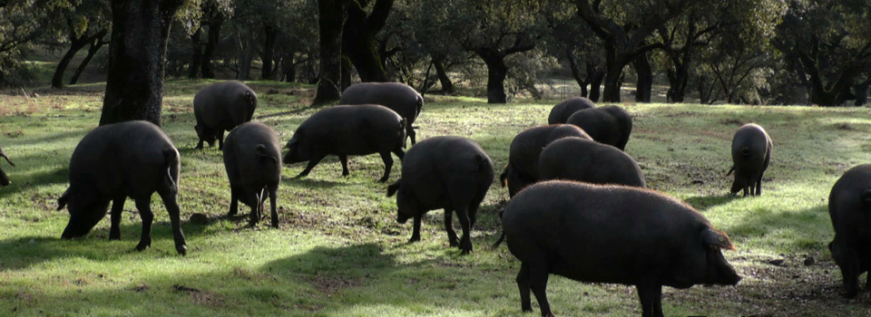 Jabugo, jamón ibérico de Bellota