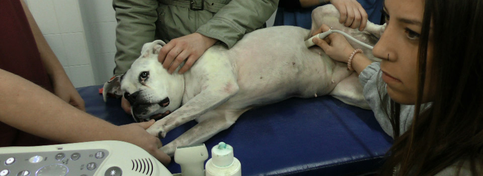 Hospital Clínico Veterinario de la Universidad de Córdoba