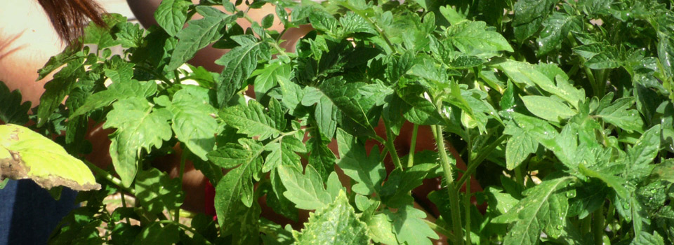 Sostenibilidad en la Universidad