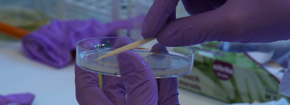 Bacterias para plantas