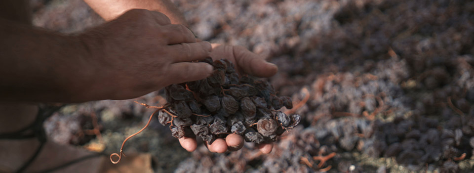 La pasa, un cultivo con historia