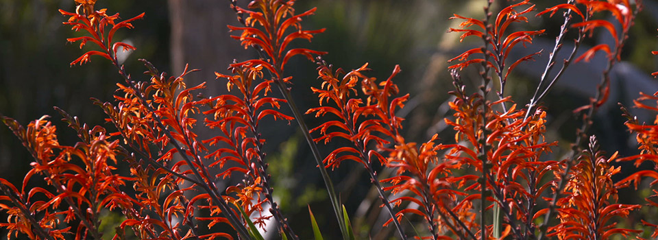 Jardín Botánico