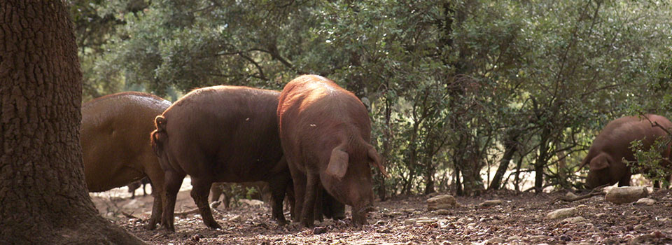 Cerdo ibérico rubio