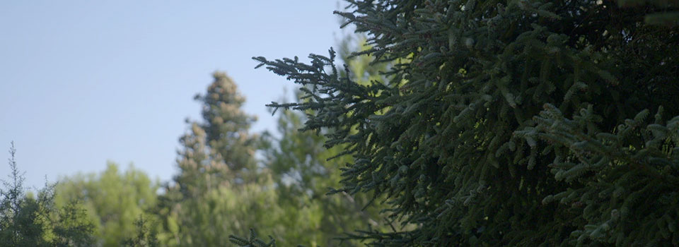 Pinsapo, un test rápido del cambio climático