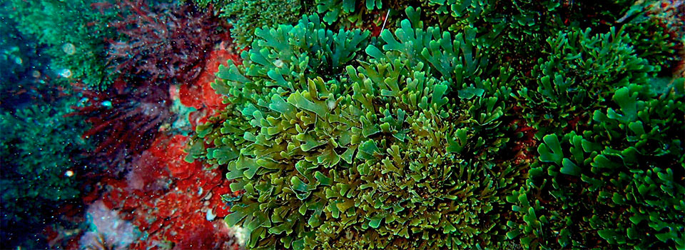 Alga Asiática