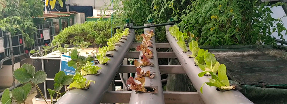 Acuaponía, alimentación sostenible