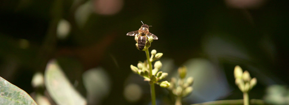 Polinización, el milagro de la naturaleza