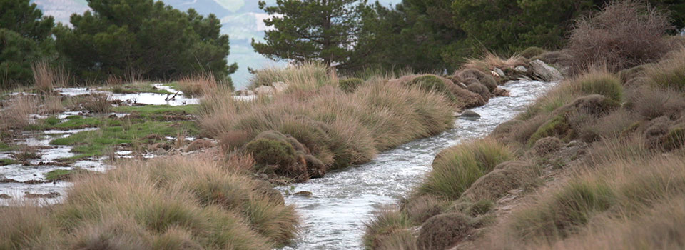 Acequias de careo