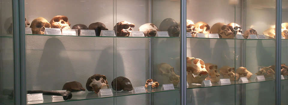 Evolución del Cráneo Humano