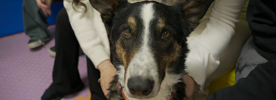 Terapia Asistida con Perros Stressless