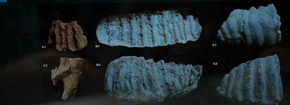 Mamuts, testigos del primer viaje humano