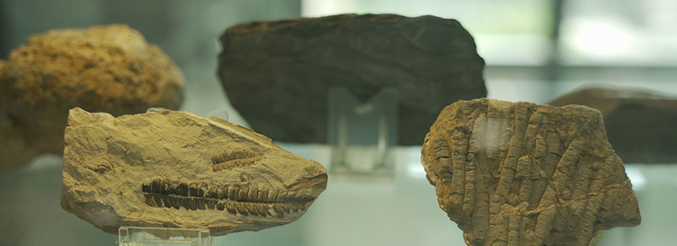 Museo de Geología de la Universidad de Sevilla