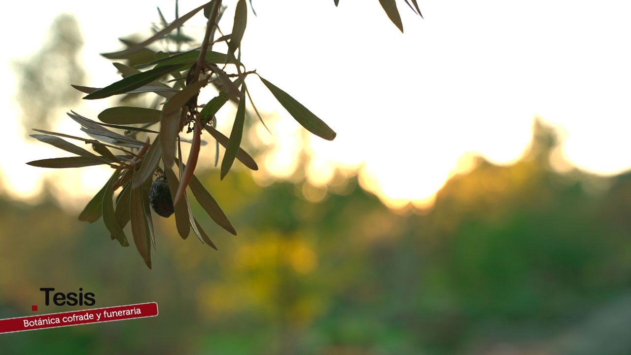 Botánica cofrade y funeraria