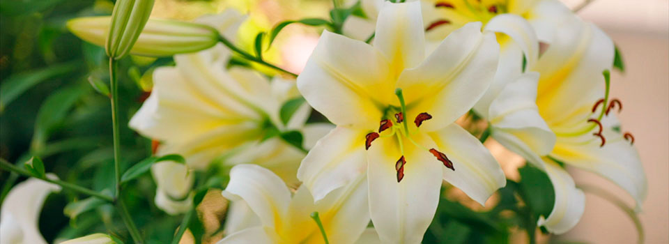 Botánica cofrade y funeraria