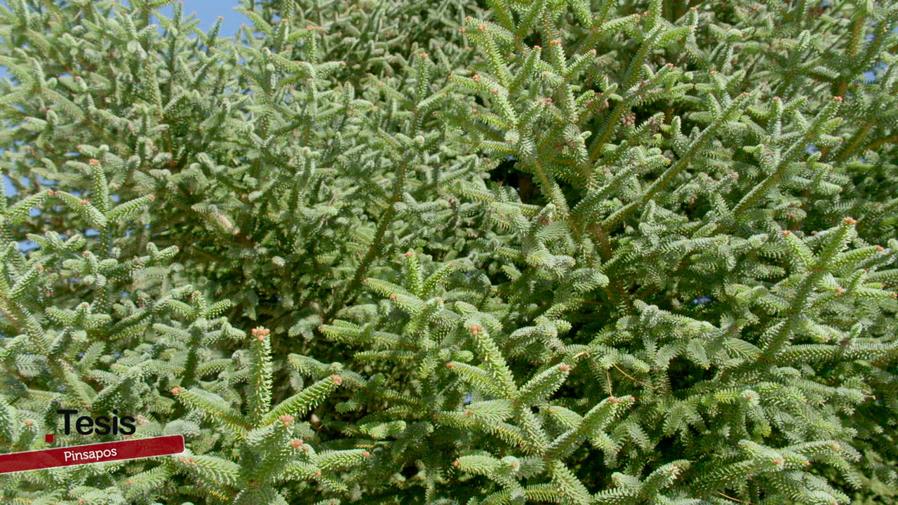 Raíces en alerta: la defensa del pinsapo ante la sequía – Tesis – Canal Sur & Cedecom pinsapo