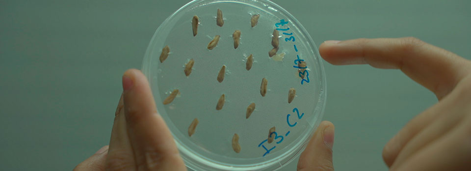 pinsapo se adapta a la sequía