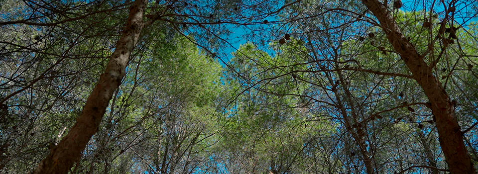 El cambio climático acelera el deterioro de los pinares urbanos