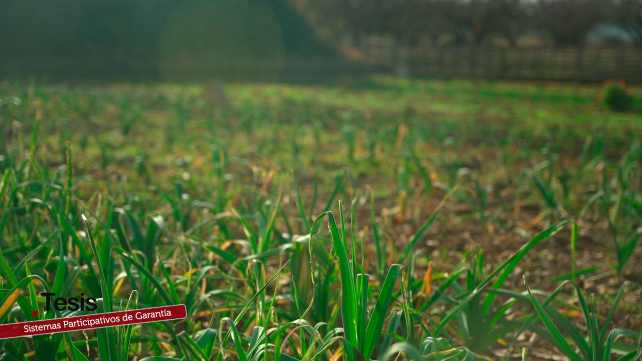 Sistemas Participativos de Garantía: cómo funcionan los SPG en la agricultura ecológica