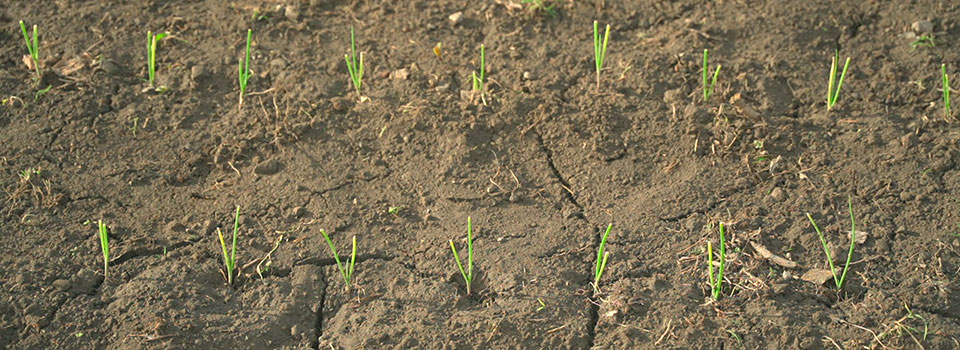 Sistemas Participativos de Garantía: cómo funcionan los SPG en la agricultura ecológica