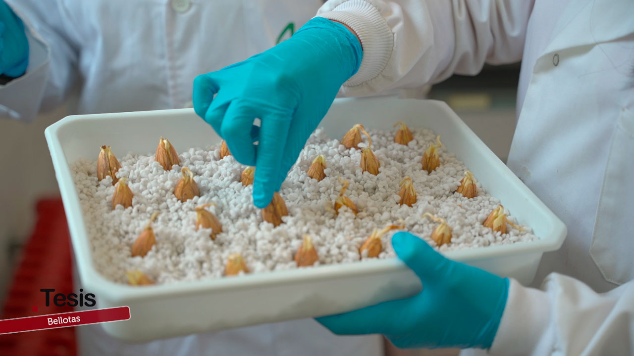 La bellota, el superalimento olvidado con gran potencial nutricional y sostenible