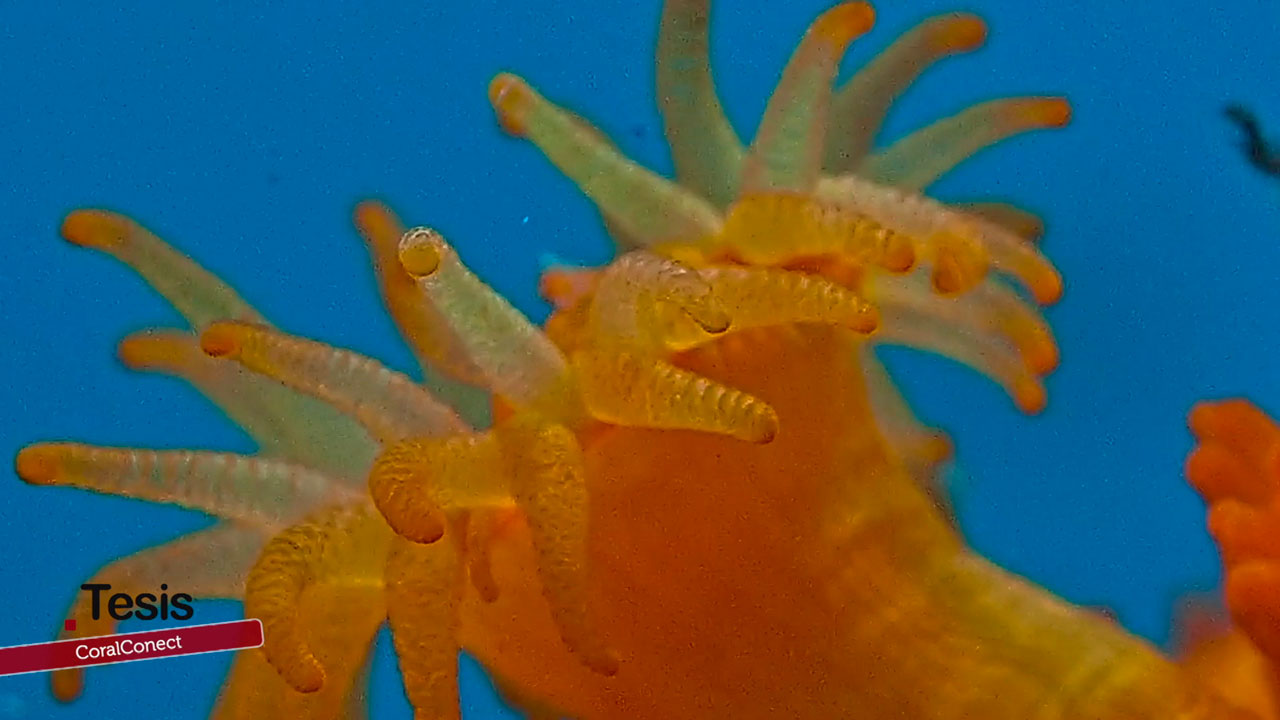 CoralConect: conectar corales, proteger el mediterráneo – Tesis – Canal Sur & Cedecom CoralConect: el corredor marino que protege los corales del Mediterráneo