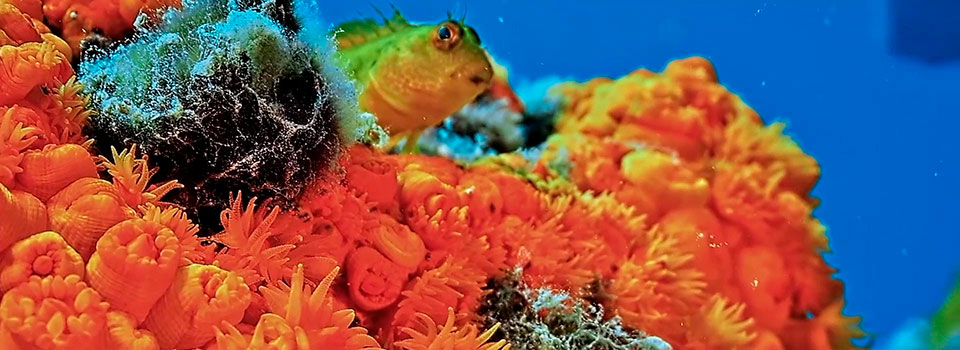 CoralConect: el corredor marino que protege los corales del Mediterráneo