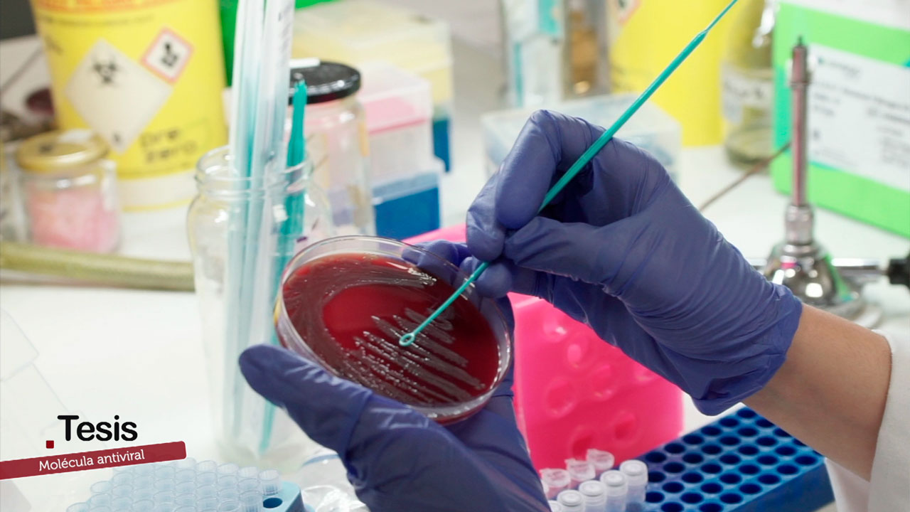 Molécula antiviral que muestra eficacia frente a adenovirus y citomegalovirus