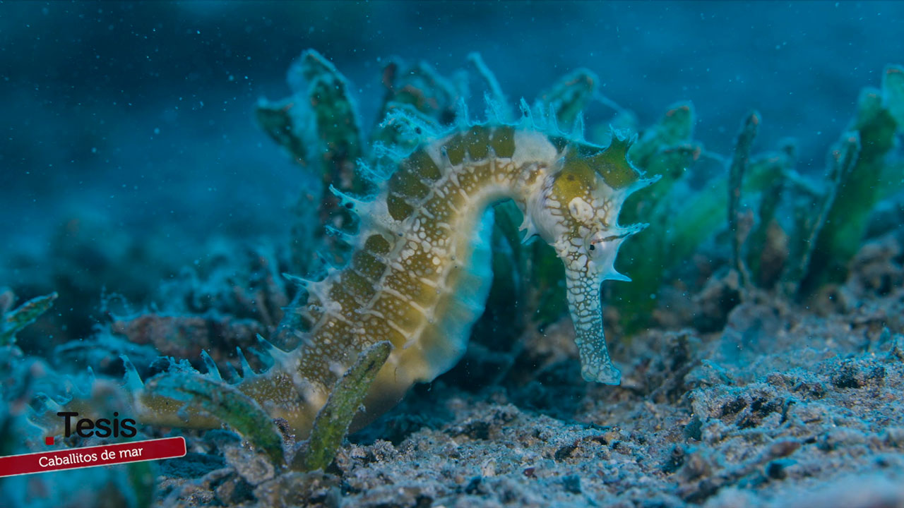 Caballitos de mar: S.O.S. Hippocampus – Tesis – Canal Sur & Cedecom Caballitos de mar en peligro: así intentan salvarlos en el Mediterráneo