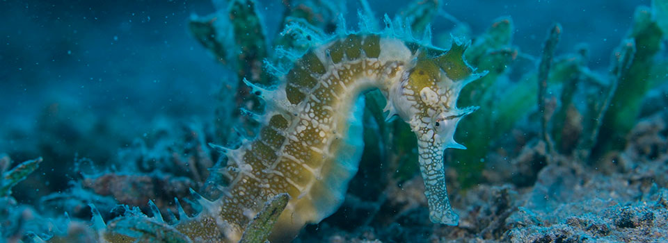 Caballitos de mar en peligro: así intentan salvarlos en el Mediterráneo