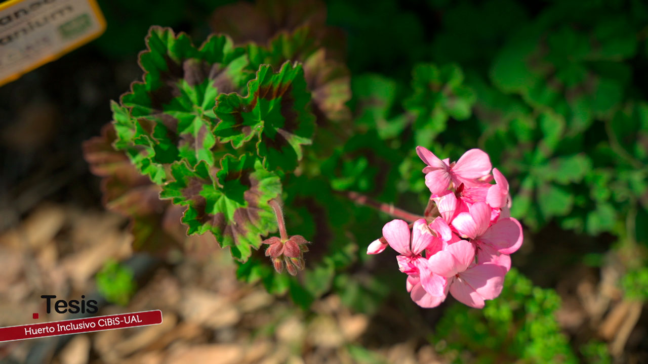 Un huerto de todos y para todos – Tesis – Canal Sur & Cedecom El huerto universitario que mejora la salud mental y la inclusión social