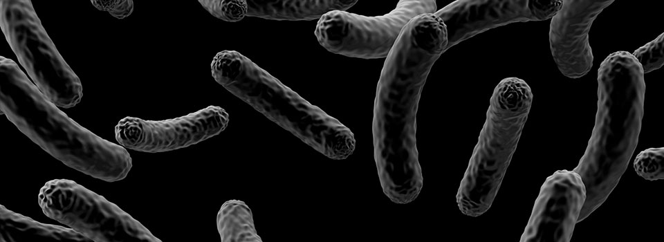 La bacteria que puede mejorar tu fuerza muscular
