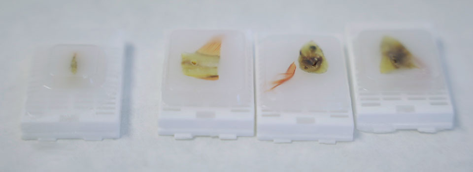 Así podrían ayudar las escamas de pescado a crear córneas artificiales y devolver la visión