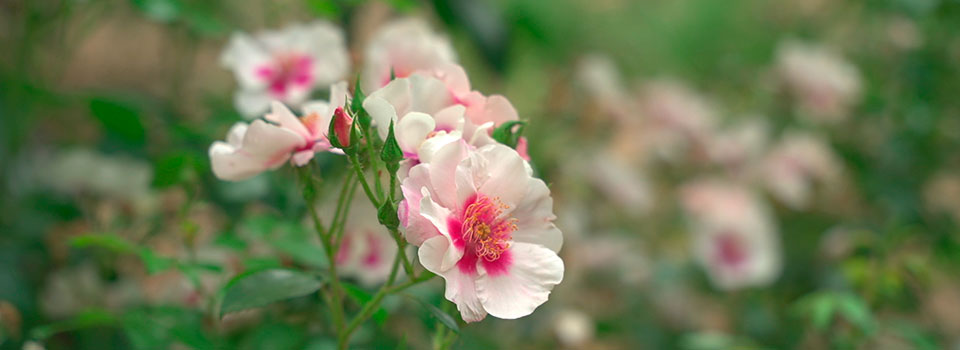 El jardín secreto de Málaga que alberga más de 5.200 especies vegetales