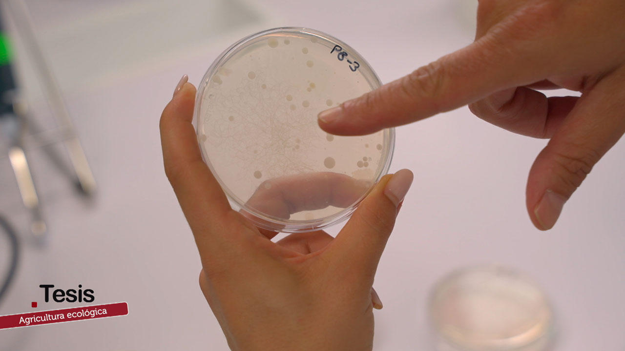 Descubren en Málaga unas bacterias que ayudan a los cultivos a resistir mejor la sequía El secreto bajo tierra que puede ayudar a los cultivos a resistir la sequía