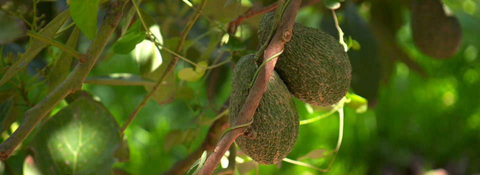 Agricultura ecológica: el secreto del suelo para ayudar a los cultivos frente a la sequía